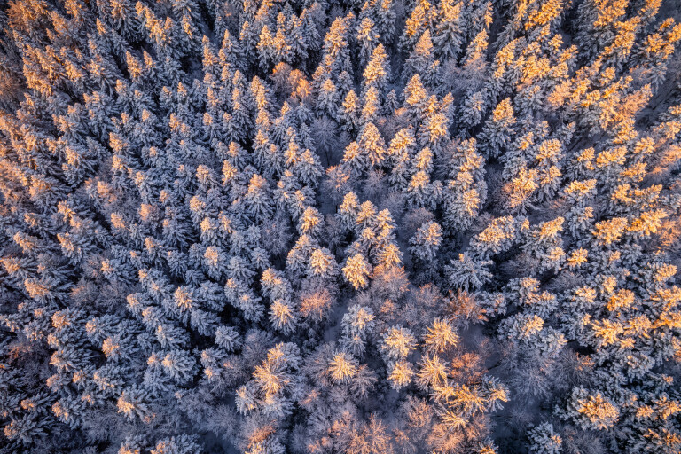 Winterwald von oben