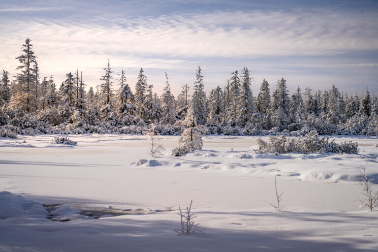 Hohlohsee im Winter III