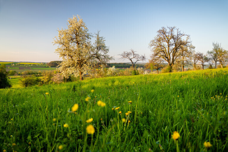 Frühling in Büchelberg