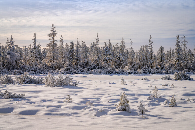 Hohlohsee im Winter I