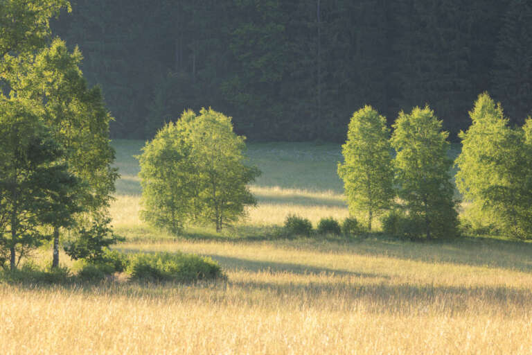 Sommer am Rande des Waldes auf der Schwäbischen Alb