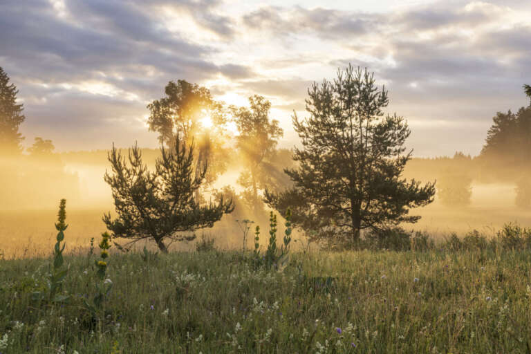 Sonnenaufgang im Irndorfer Hardt