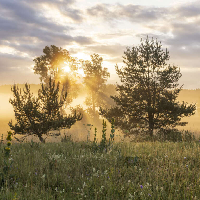 Sonnenaufgang im Irndorfer Hardt