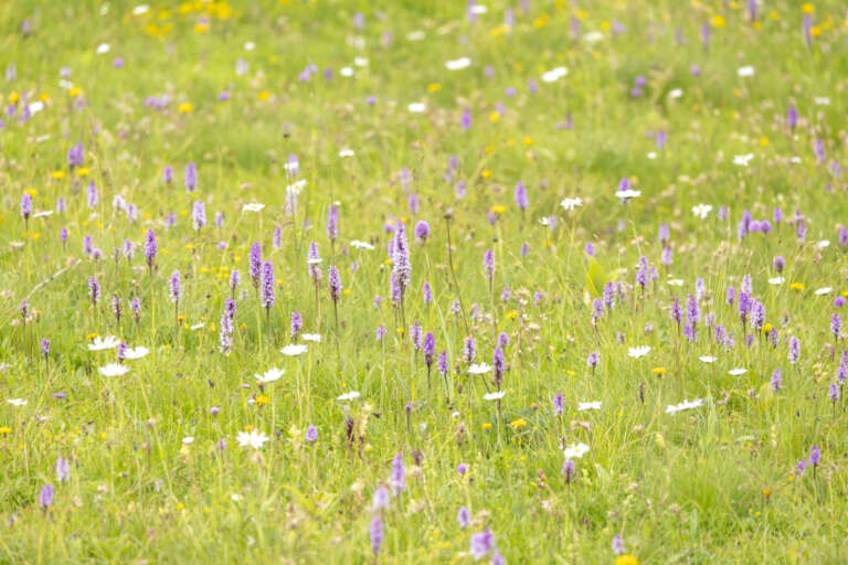 Alpenwiese