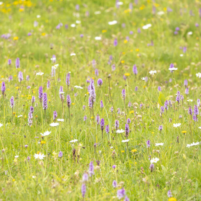 Alpenwiese