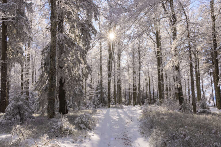 Sonnenstern im winterlichen Südschwarzwald