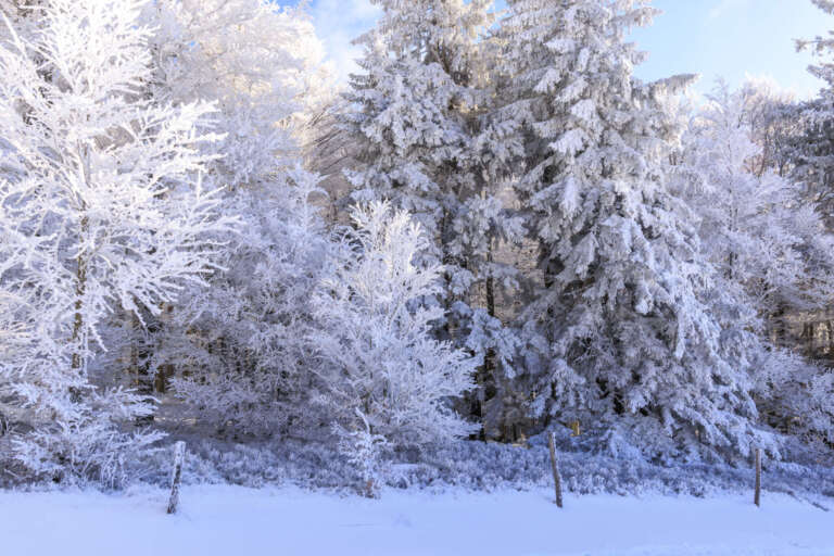 Schneebedeckte Bäume auf dem Kandel