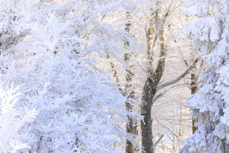 Schneebedeckte Bäume auf dem Kandel 2