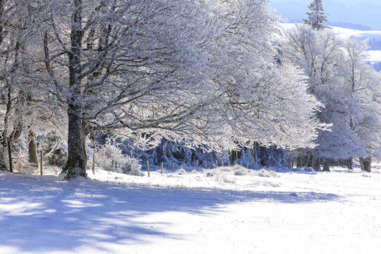 Sonniger Waldrand mit schneebedeckten Bäumen auf dem Kandel