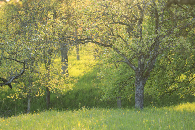Streuobstwiese bei Hagelloch