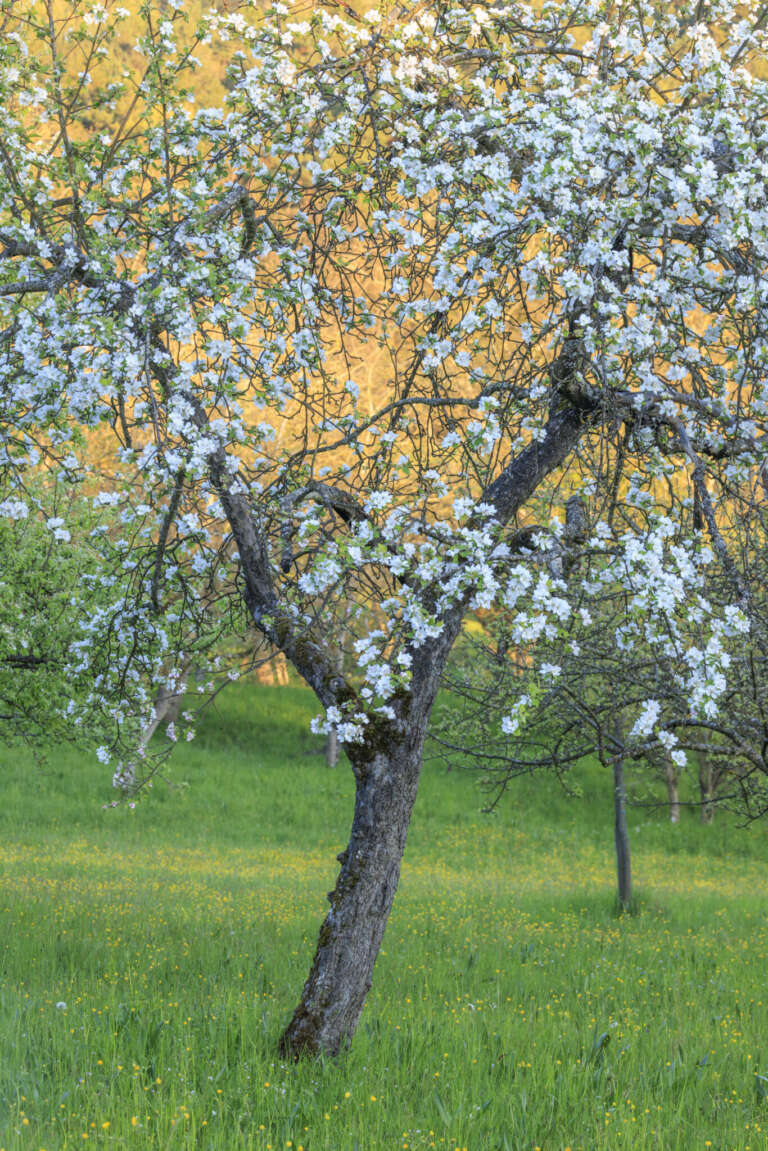 Apfelbaum auf einer Streuobstwiese bei Hadelloch