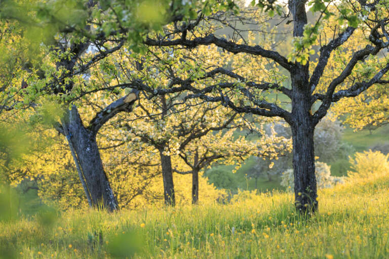 Apfelbaum im goldenen Licht bei Hagelloch