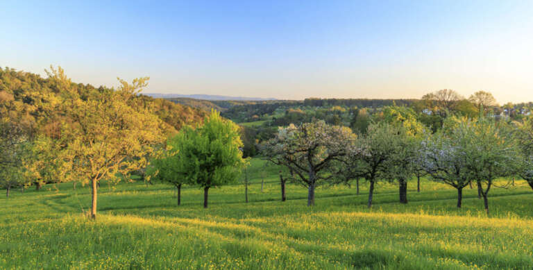 Streuobstwiese bei Hagelloch mit Fernblick 2