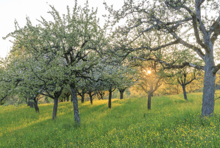 Sonne zwischen Apfelbäumen auf einer Streuobstwiese bei Hagelloch