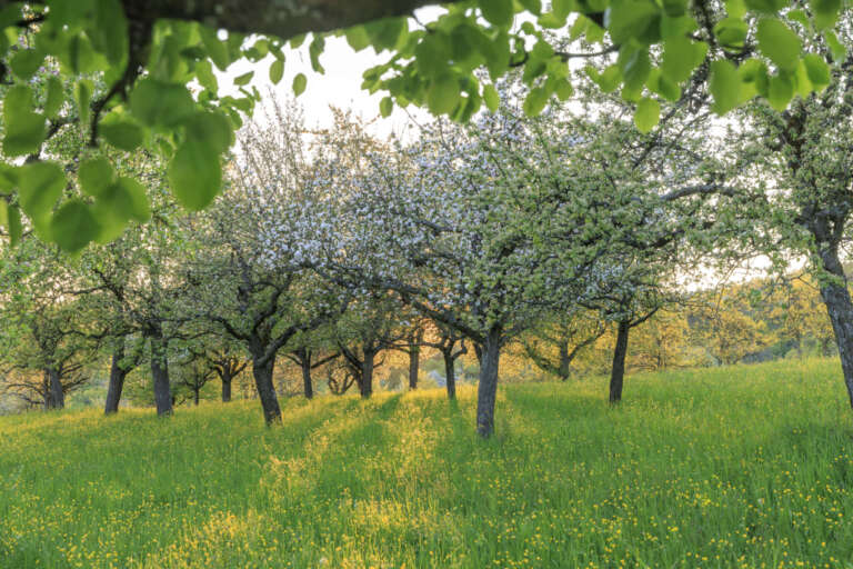 Apfelbaum auf einer Streuobstwiese bei Hagelloch