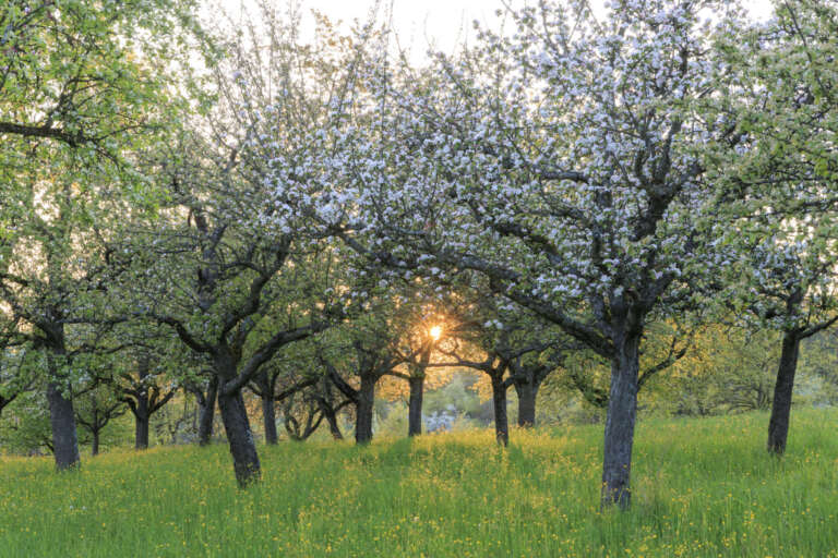 Sonne zwischen Apfelbäumen auf einer Streuobstwiese bei Hagelloch 2