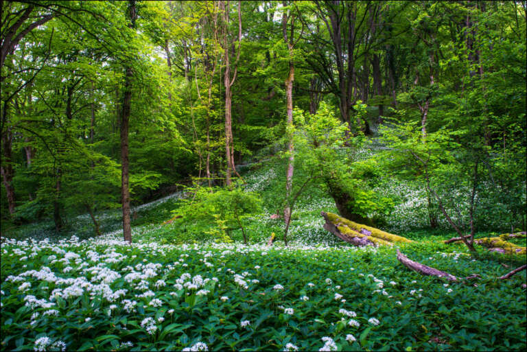 Bärlauchwald