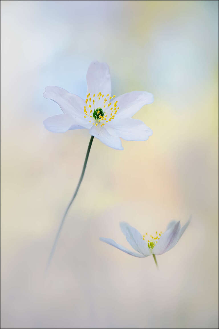 Anemonen