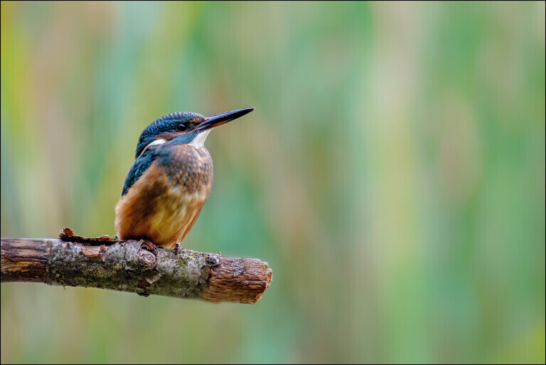 Eisvogel