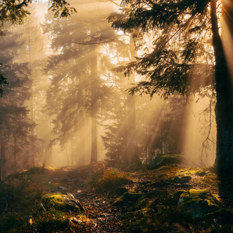 Magical Blackforest