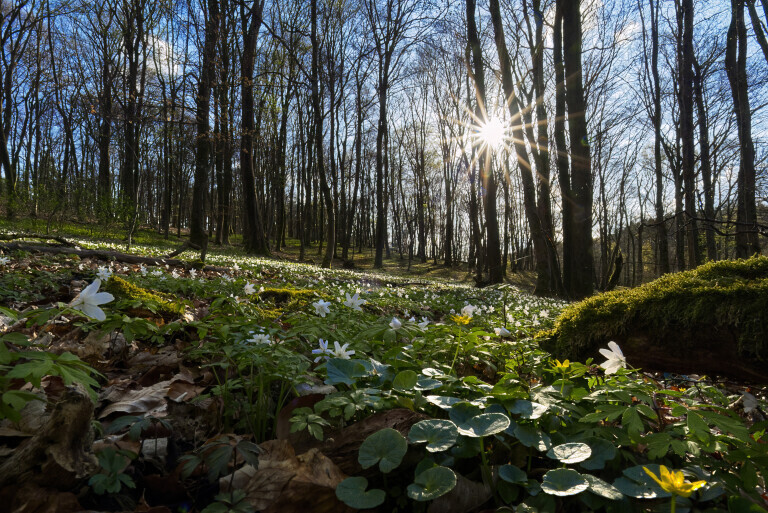 Wald mit Buschwindroeschen