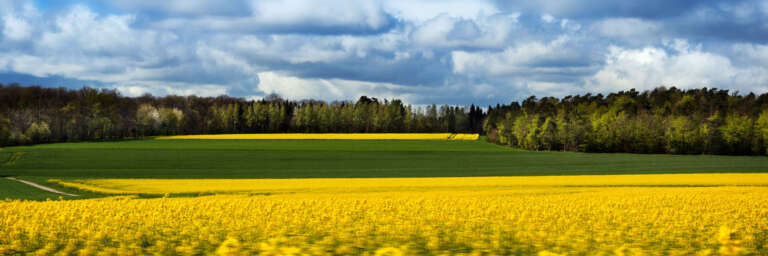 Rapsfeld in der Eifel