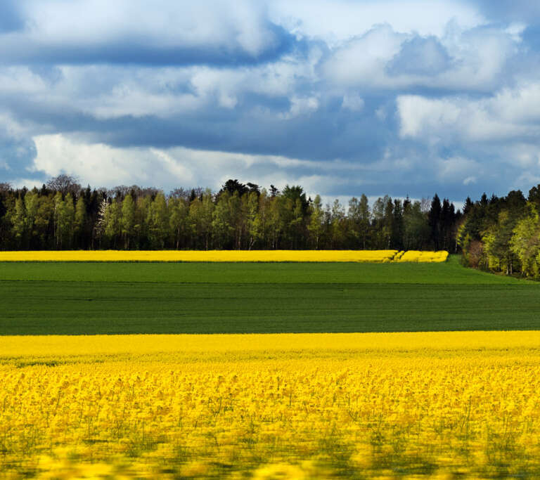 Rapsfeld in der Eifel