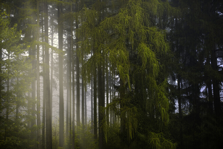 Wald im Nebel