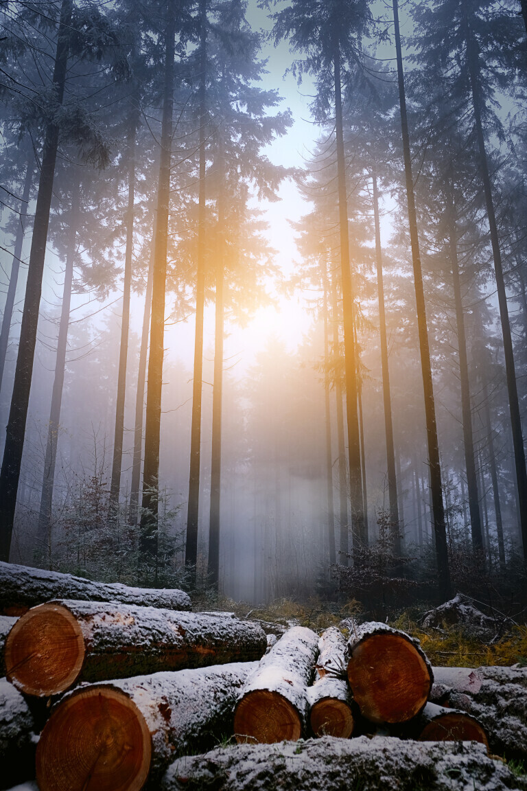 Sonnenaufgang im Winterwald