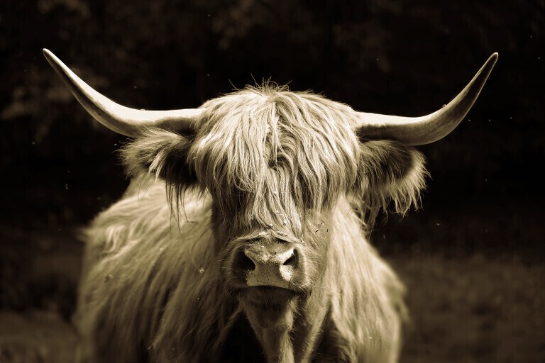 Highlander