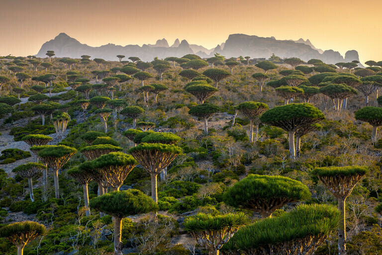 Socotra - Dragons Home