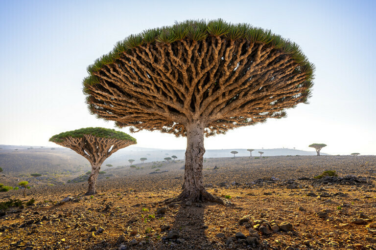 Socotra - Tree Of Life