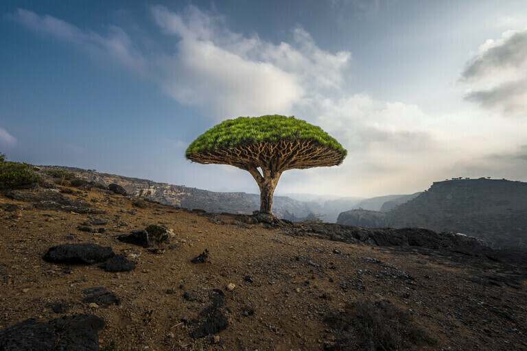 King of Socotra