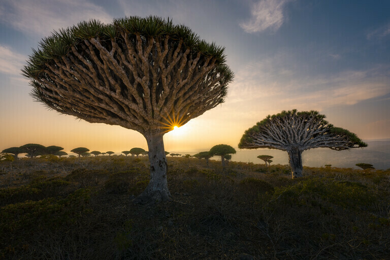 Socotra - End Is Near