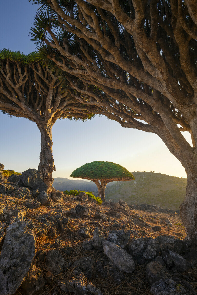 Socotra - Umbrella