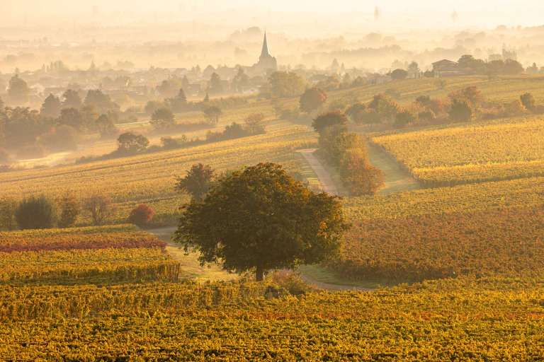 Herbstlicher Blick auf Freinsheim