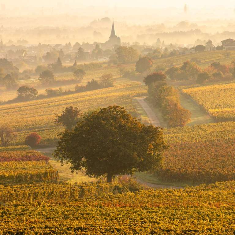 Herbstlicher Blick auf Freinsheim