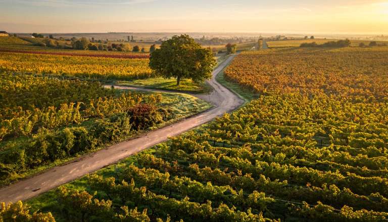 Ein Morgen in der herbstlichen Pfalz