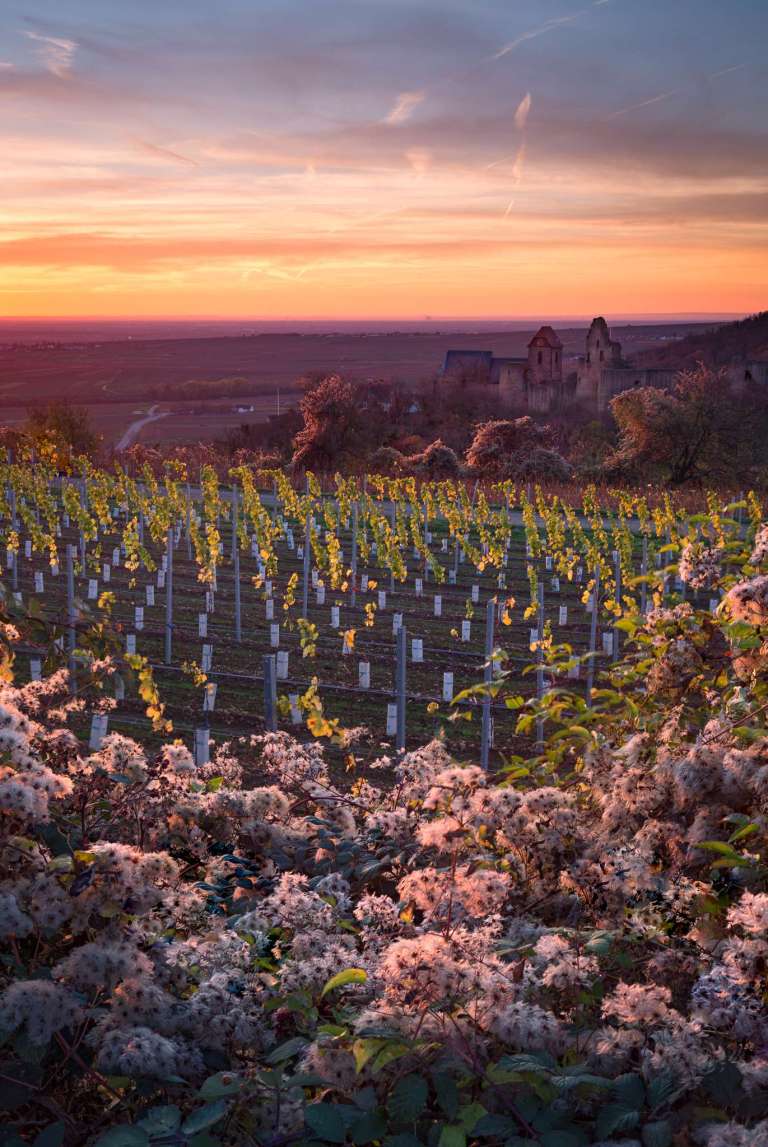 Burg Neuleiningen im Morgenlicht
