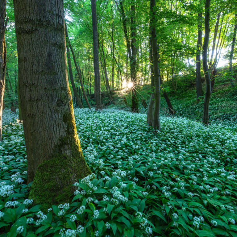 Tief im Bärlauchwald