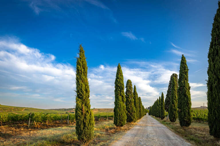 Zypressenweg in der Toskana