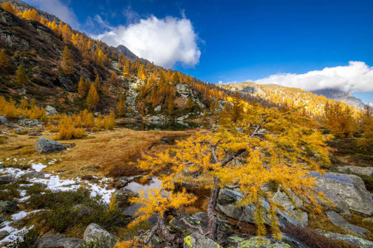 Lago di Starlarésc mit Lärche