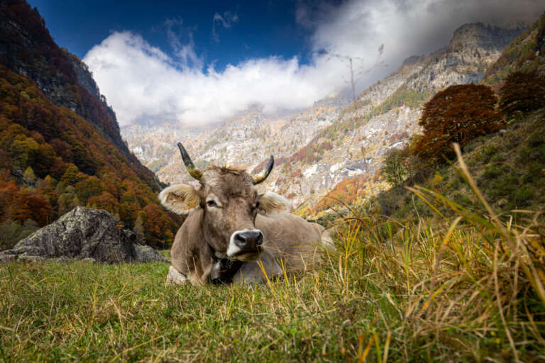 Kuh mit Alpenpanorama im Verzasca-Tal