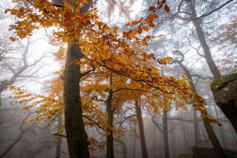 Herbststimmung im Pfälzerwald