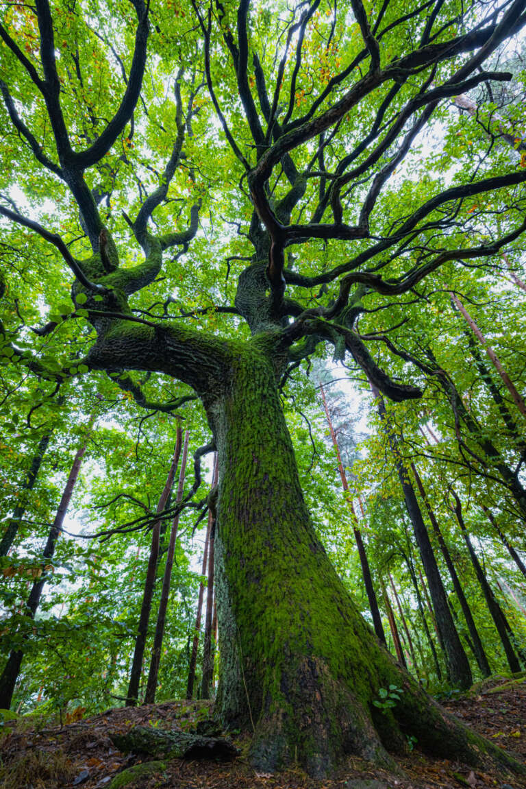 Verwunschene Eiche im Pfälzerwald