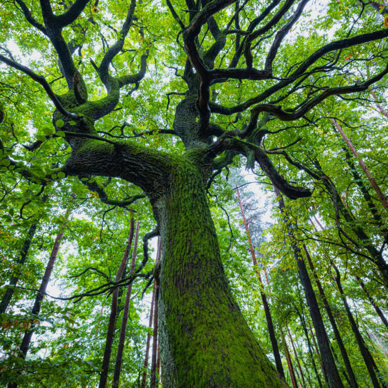 Verwunschene Eiche im Pfälzerwald