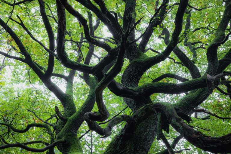 Verwunschene Eichenbaumkrone im Pfälzerwald