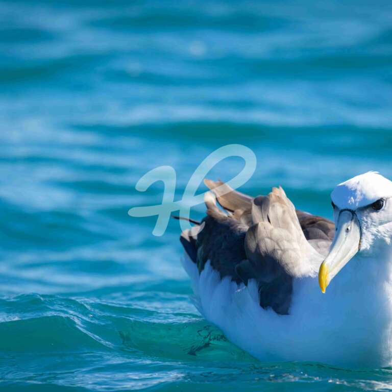Albatross
