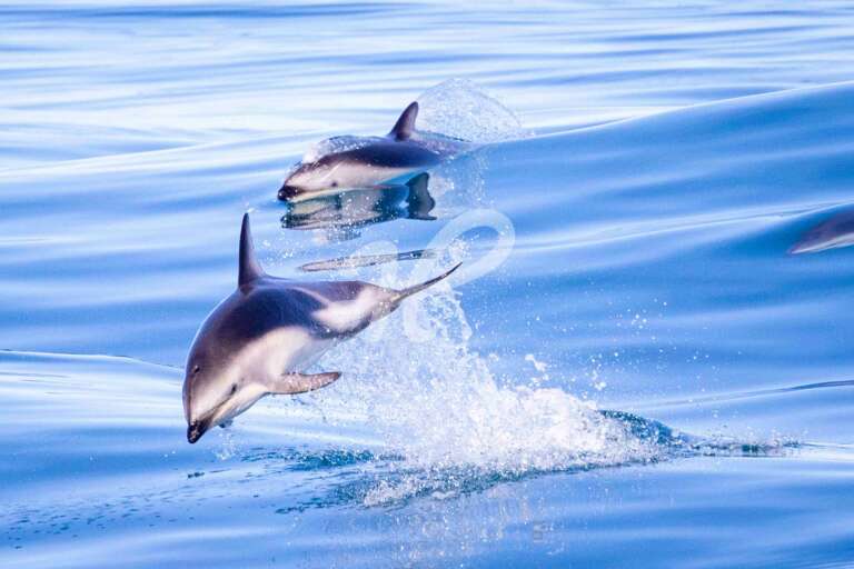 Delfin im Anflug