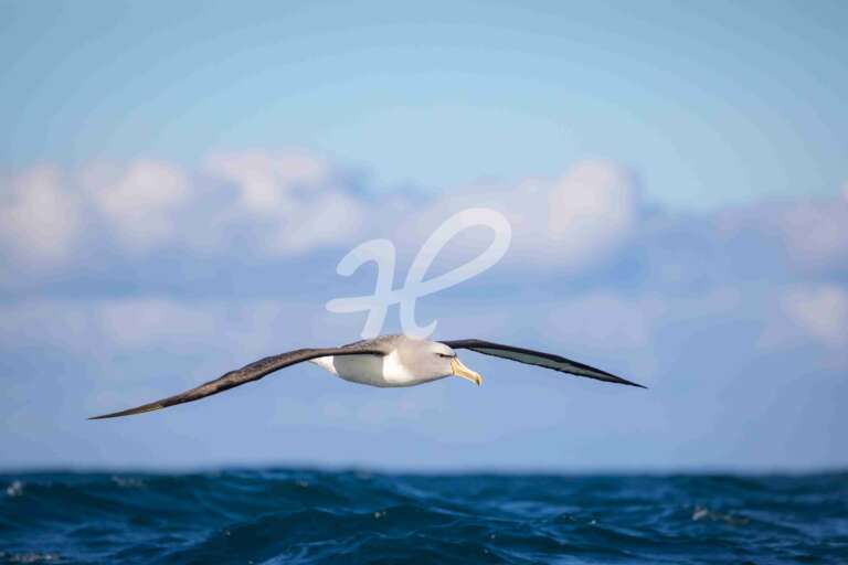 Albatross im Anflug